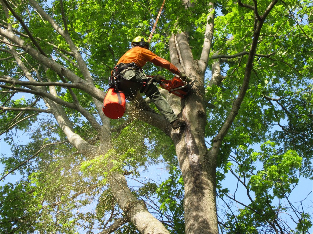 Tree Limb Removal Safety Guidelines
